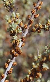 Attēlu rezultāti vaicājumam “Hippophae rhamnoides male flower”