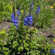 Image result for Veronica teucrium