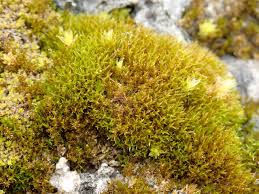 Attēlu rezultāti vaicājumam “Hymenostylium recurvirostrum macro”