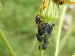 Attēlu rezultāti vaicājumam “Aphis jacobaeae”