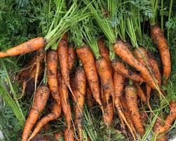 Attēlu rezultāti vaicājumam “Daucus sativus”