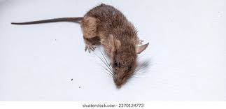 Attēlu rezultāti vaicājumam “Muridae”