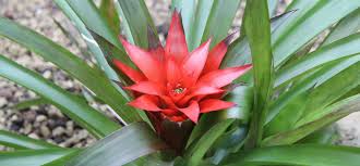 Картинки по запросу гусмания