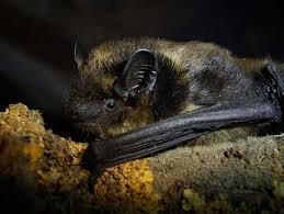 Attēlu rezultāti vaicājumam “Eptesicus nilssonii”