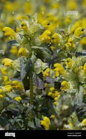 Attēlu rezultāti vaicājumam “Rhinanthus serotinus flower”
