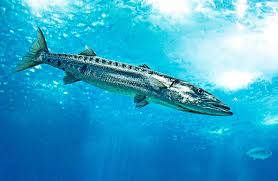 Image result for Sphyraena barracuda