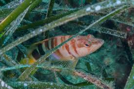 Image result for Serranus scriba