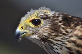 Image result for Falco columbarius