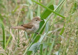 Attēlu rezultāti vaicājumam “Acrocephalus dumetorum”