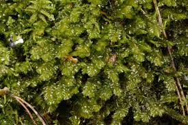 Attēlu rezultāti vaicājumam “Plagiochila porelloides”