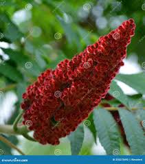 Attēlu rezultāti vaicājumam “Rhus typhina flower”
