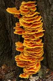 Attēlu rezultāti vaicājumam “Laetiporus sulphureus”