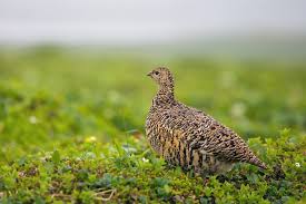 Image result for Lagopus lagopus