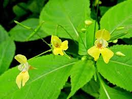 Attēlu rezultāti vaicājumam “Impatiens parviflora leaf”