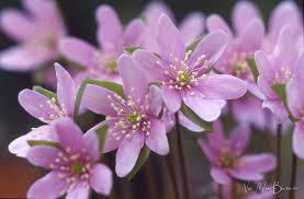 Attēlu rezultāti vaicājumam “Hepatica nobilis bud”