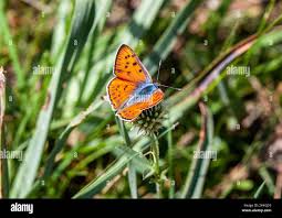 Attēlu rezultāti vaicājumam “Lycaena alciphron”