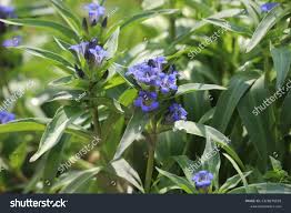 Attēlu rezultāti vaicājumam “Gentiana cruciata flower”