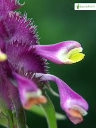Attēlu rezultāti vaicājumam “Melampyrum cristatum leaf”