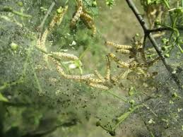Attēlu rezultāti vaicājumam “Yponomeuta malinellus / cagnagella larva”