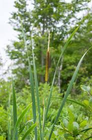 Attēlu rezultāti vaicājumam “Typha angustifolia”