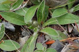 Attēlu rezultāti vaicājumam “Pilosella officinarum bud”