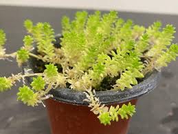 Image result for Sedum acre