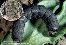 Attēlu rezultāti vaicājumam “Agrotis ripae larva”