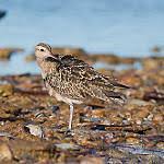 Image result for Numenius minutus