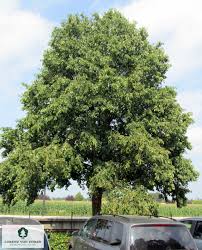 Attēlu rezultāti vaicājumam “Corylus colurna”