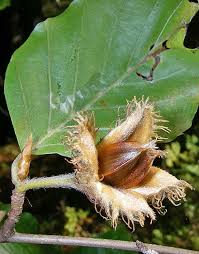 Attēlu rezultāti vaicājumam “Fagus sylvatica fruit”