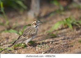 Image result for Chondestes grammacus