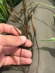 Attēlu rezultāti vaicājumam “Potamogeton compressus”