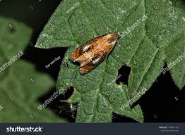 Attēlu rezultāti vaicājumam “Olethreutes arcuella”