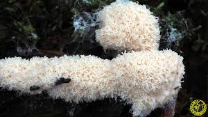 Attēlu rezultāti vaicājumam “Fuligo cinerea”