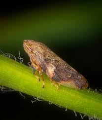 Attēlu rezultāti vaicājumam “Aphrophoridae”