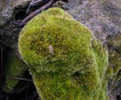 Attēlu rezultāti vaicājumam “Rhynchostegiella tenella sporophyte”