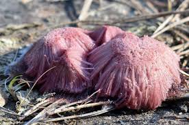 Attēlu rezultāti vaicājumam “Symphytocarpus flaccidus”