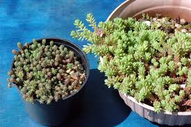 Attēlu rezultāti vaicājumam “Sedum pallidum bud”