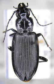 Attēlu rezultāti vaicājumam “Pterostichus aterrimus”