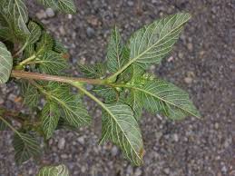Attēlu rezultāti vaicājumam “Amaranthus retroflexus leaf”