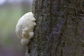 Attēlu rezultāti vaicājumam “Reticularia lycoperdon young”