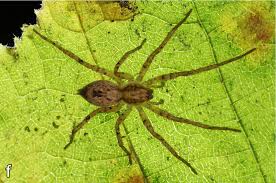 Attēlu rezultāti vaicājumam “Anyphaena accentuata”