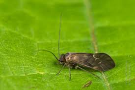 Attēlu rezultāti vaicājumam “Metylophorus nebulosus”