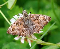 Attēlu rezultāti vaicājumam “Carcharodus floccifera upperside”