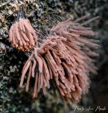 Attēlu rezultāti vaicājumam “Diachea leucopodia stalked”