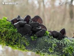 Attēlu rezultāti vaicājumam “Exidia glandulosa”