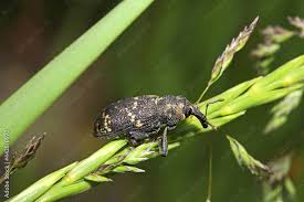 Attēlu rezultāti vaicājumam “Hylobius pinastri”