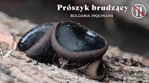 Attēlu rezultāti vaicājumam “Bulgaria inquinans”