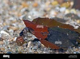 Attēlu rezultāti vaicājumam “Glyphotaelius pellucidus”