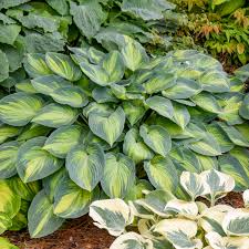 Attēlu rezultāti vaicājumam “Hosta sp. leaf”